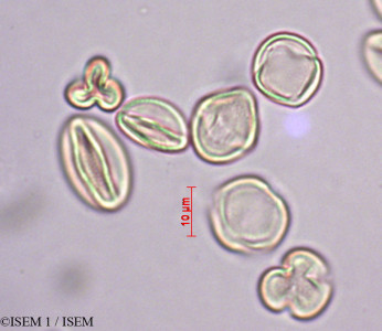 Philadelphus coronarius - lame n° 27888